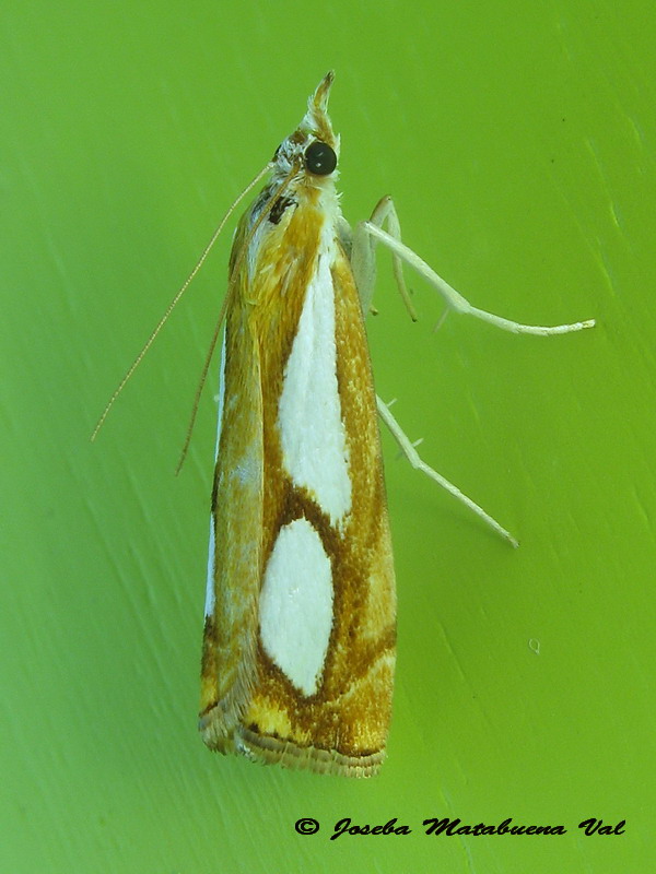 Catoptria pinella - Crambidae